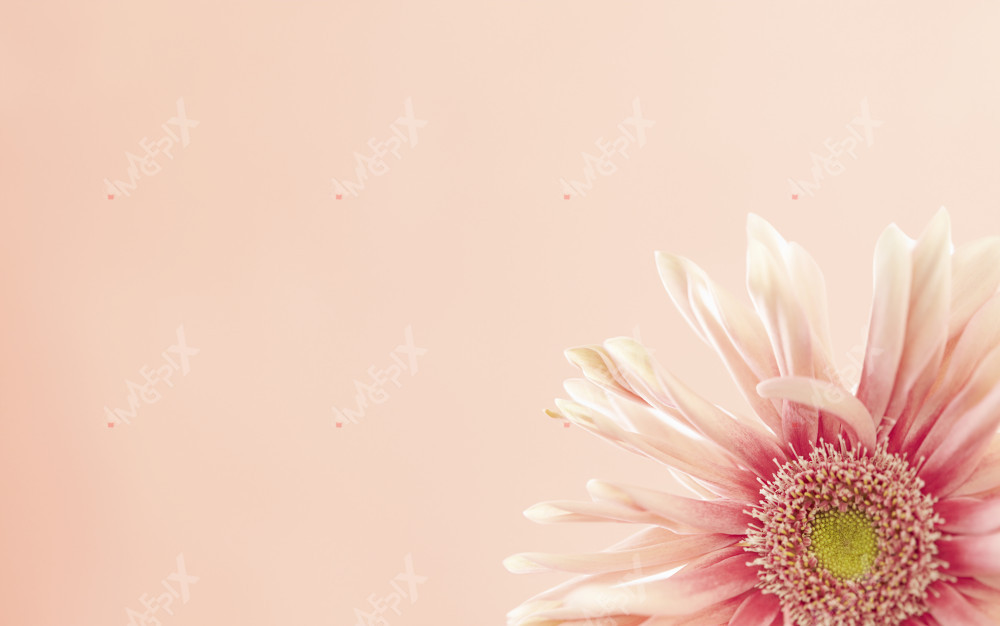 파스타 거베라 꽃